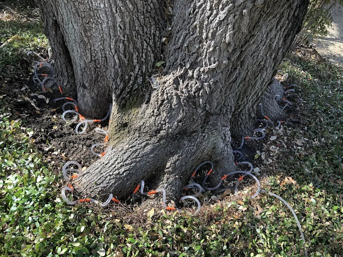Detailed Tree Cabling and Bracing job site in Peever